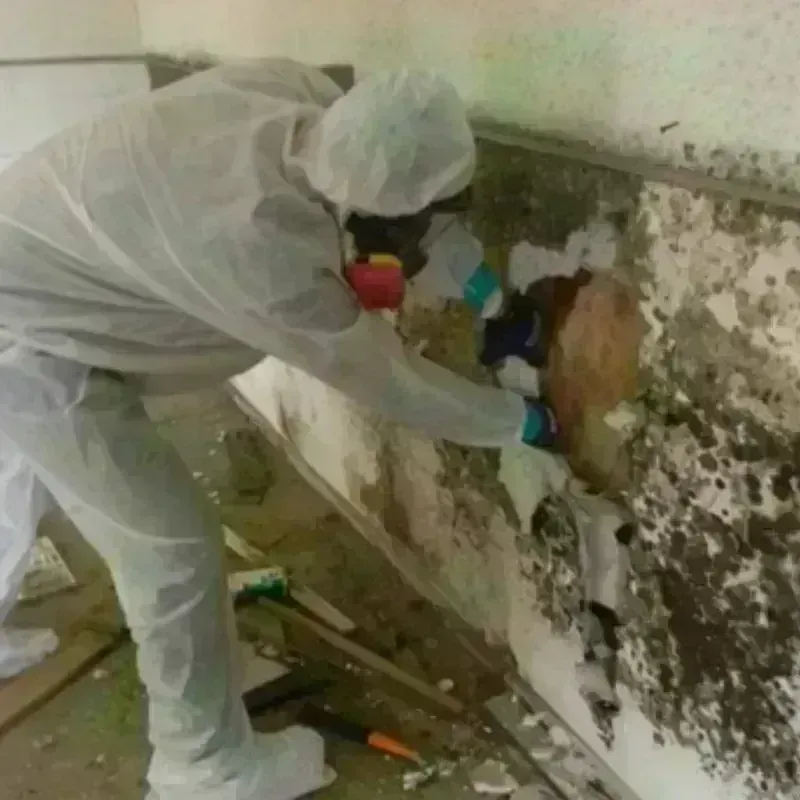 Mold Remediation and Removal in Pepperell, MA